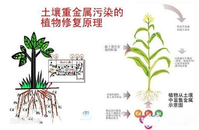 土壤修复技术的原理以及9种修复技术